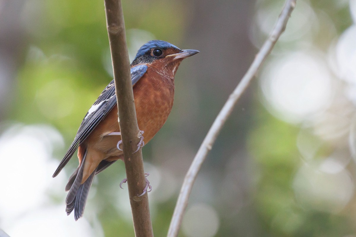 Цагаан гүеэт жижир - ML646448440