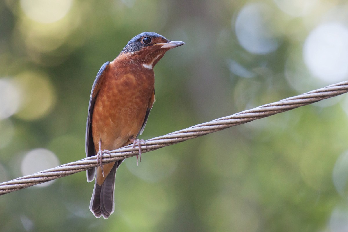 Цагаан гүеэт жижир - ML646448441