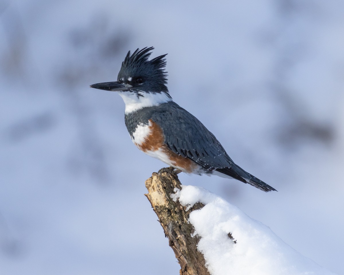 Belted Kingfisher - ML646448449