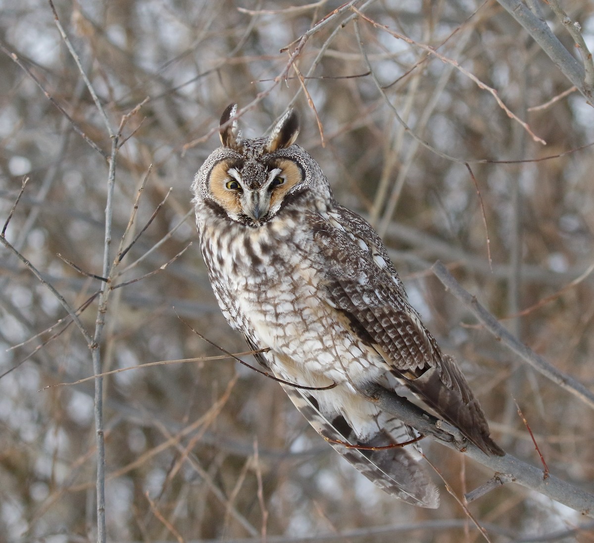 Long-eared Owl - ML646448452