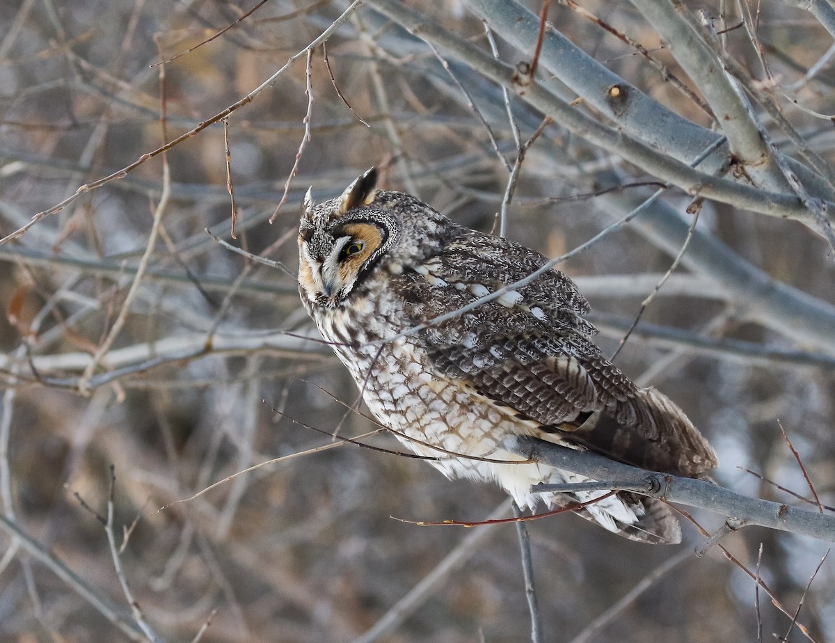 Long-eared Owl - ML646448453