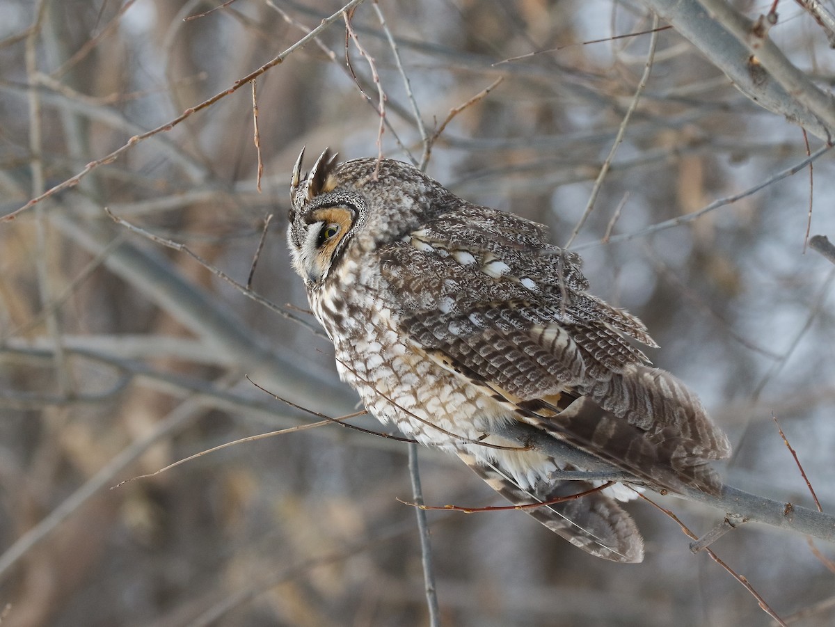 Long-eared Owl - ML646448454