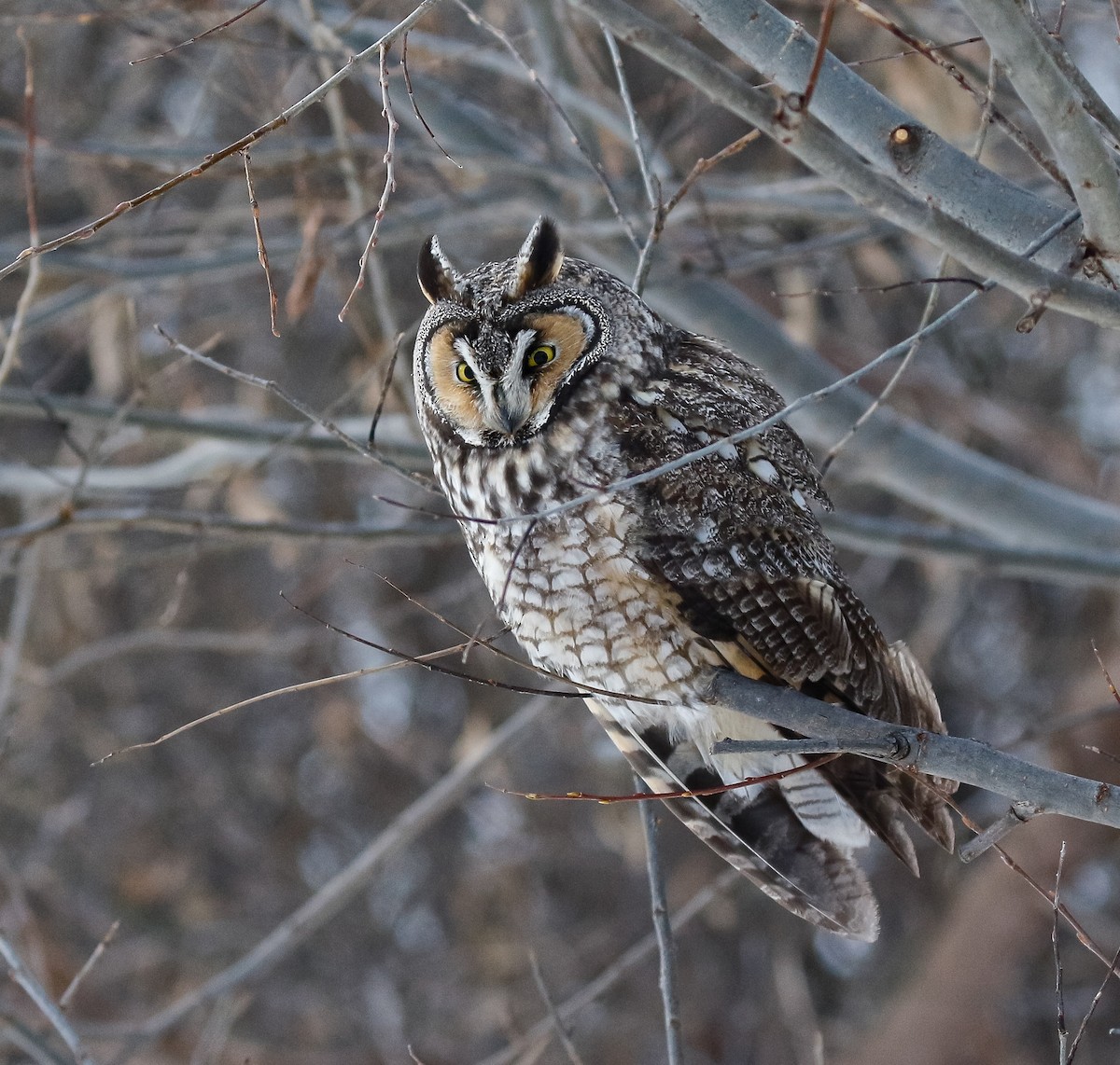Long-eared Owl - ML646448455