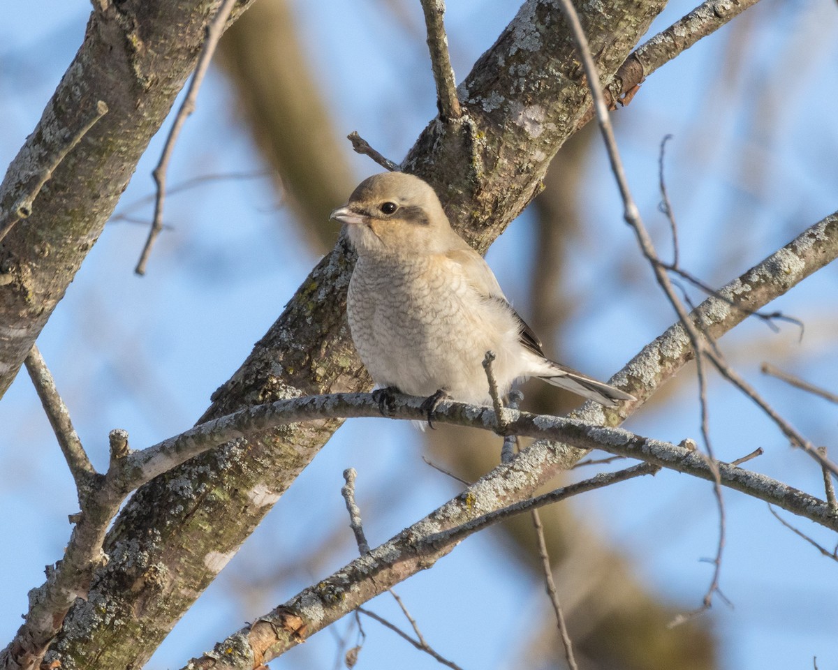 Northern Shrike - ML646448459
