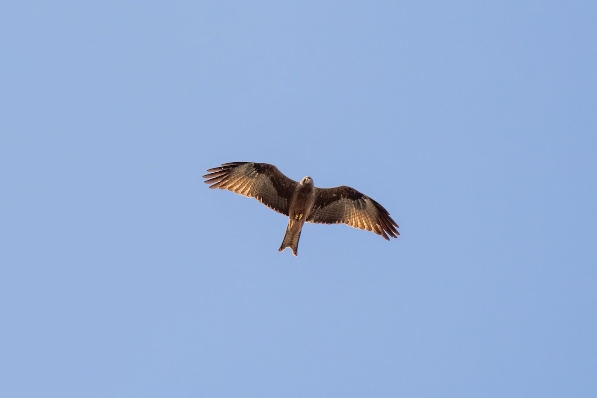 Black Kite - ML646448460