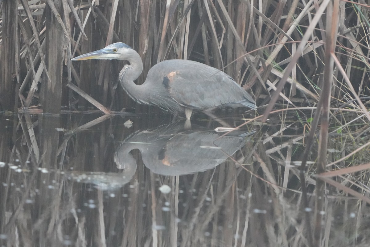 Great Blue Heron - ML646448461