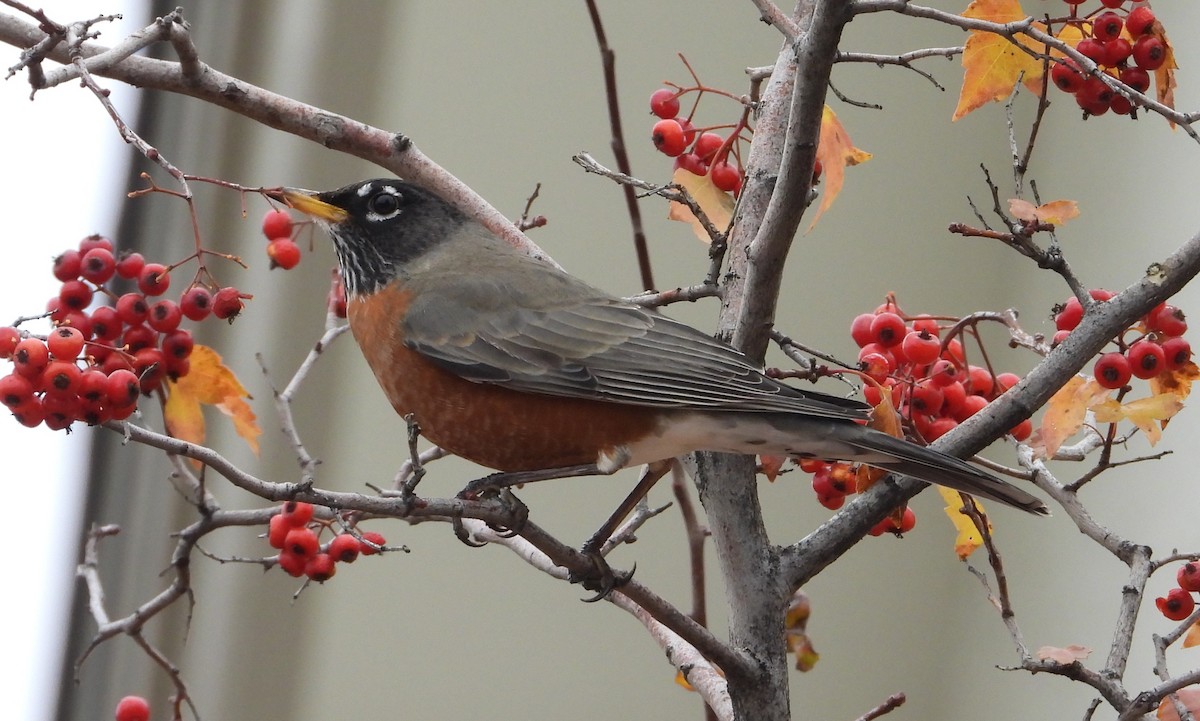 American Robin - ML646448463