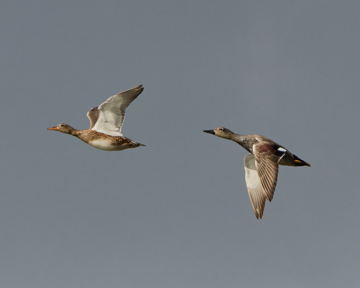 赤膀鴨 - ML646448466