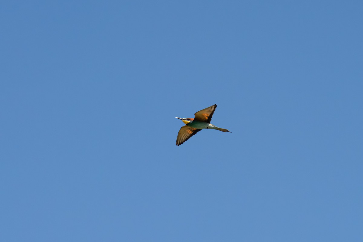 European Bee-eater - ML646448476