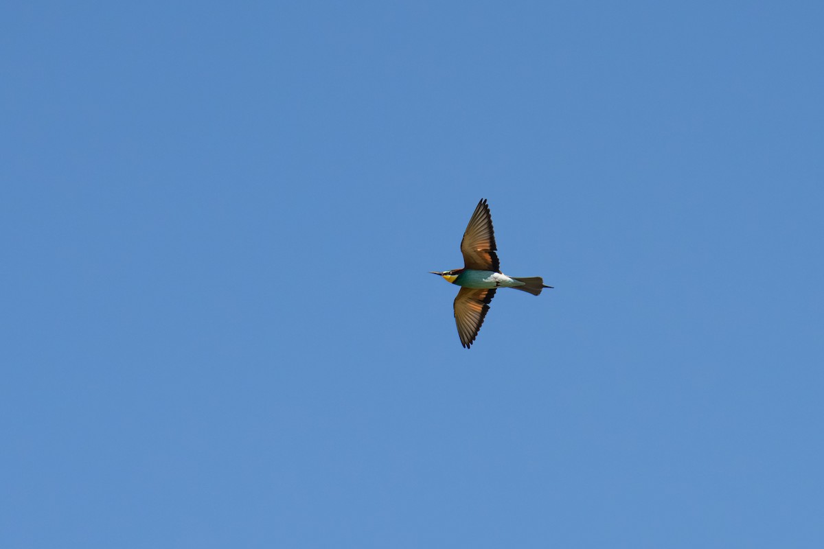 European Bee-eater - ML646448477