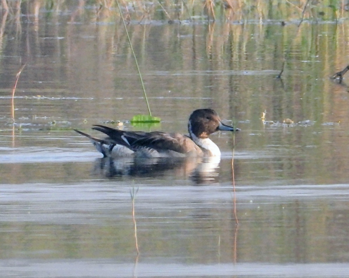 Шовтгор алаг нугас - ML646448478