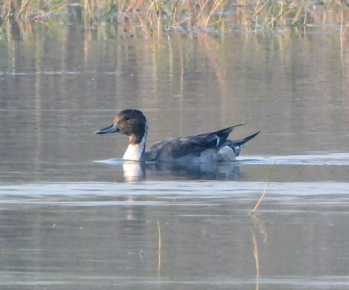 Шовтгор алаг нугас - ML646448479