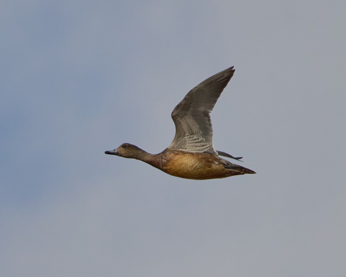 赤頸鴨 - ML646448481