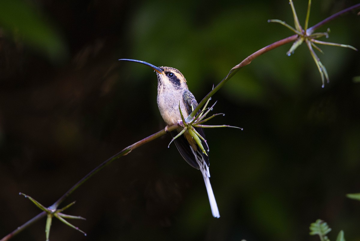 kolibřík šupinkohrdlý - ML646448482