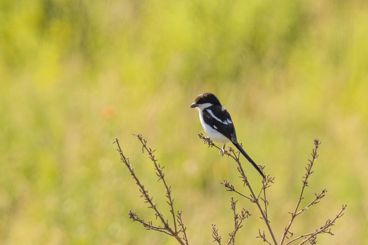 Northern Fiscal - ML646448486