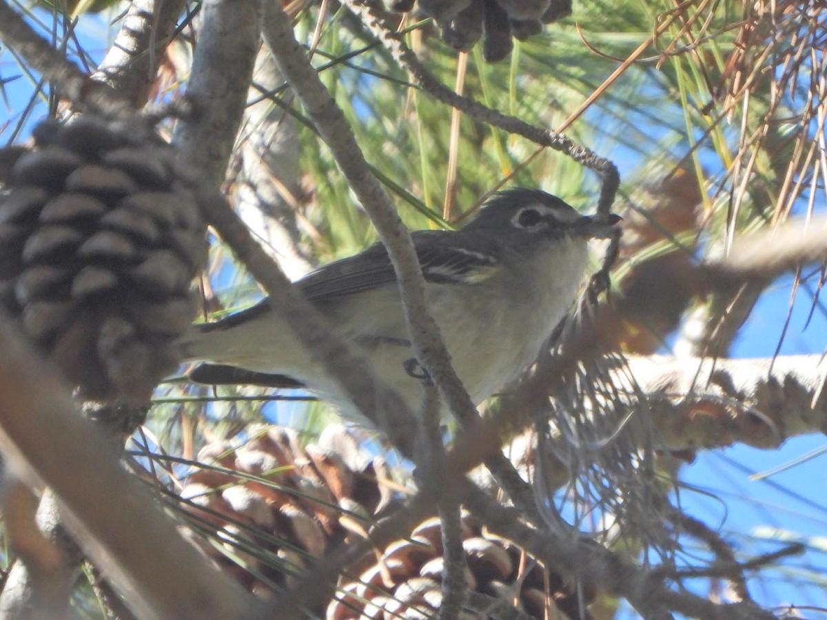 Plumbeous Vireo - ML646448487