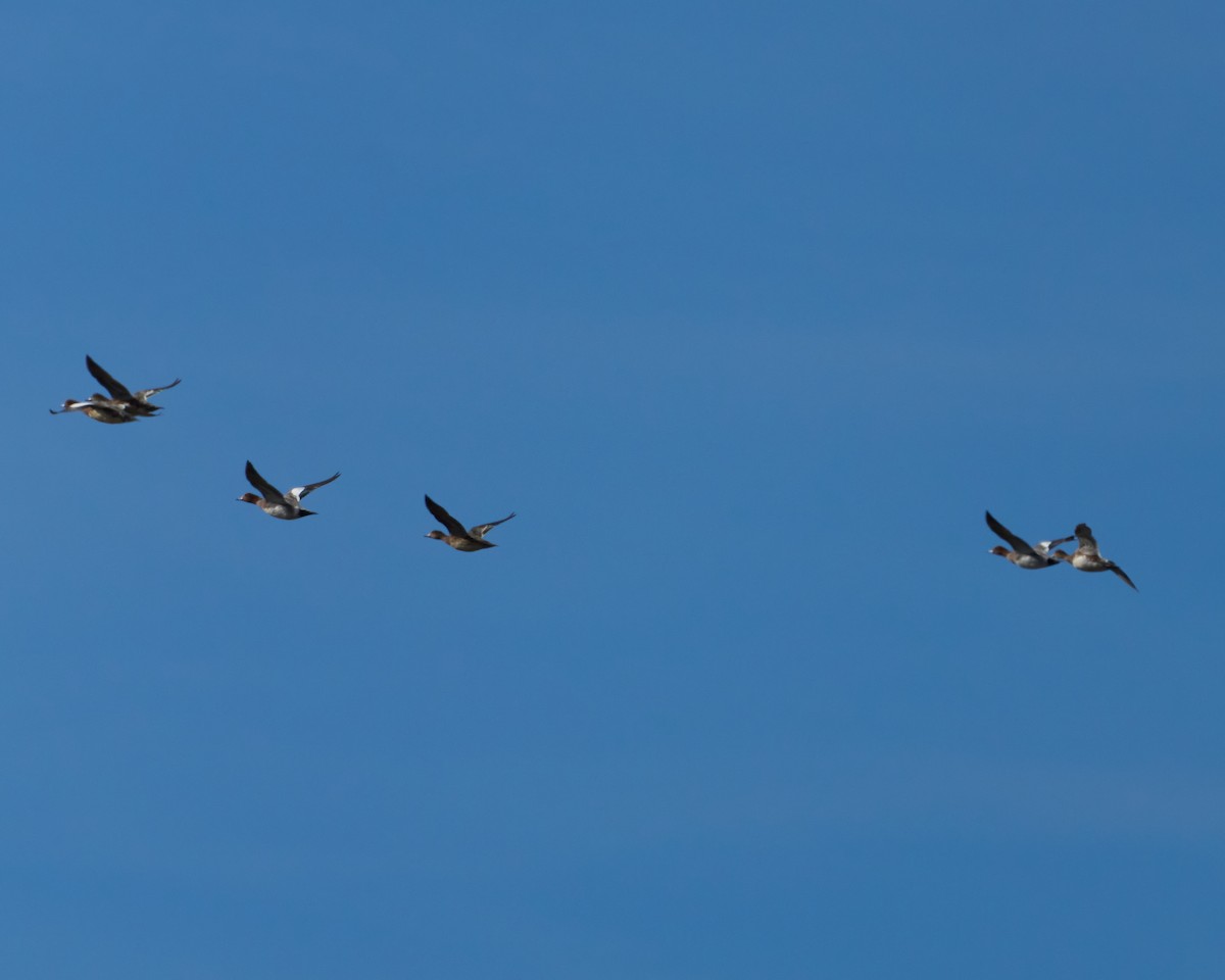 赤頸鴨 - ML646448488