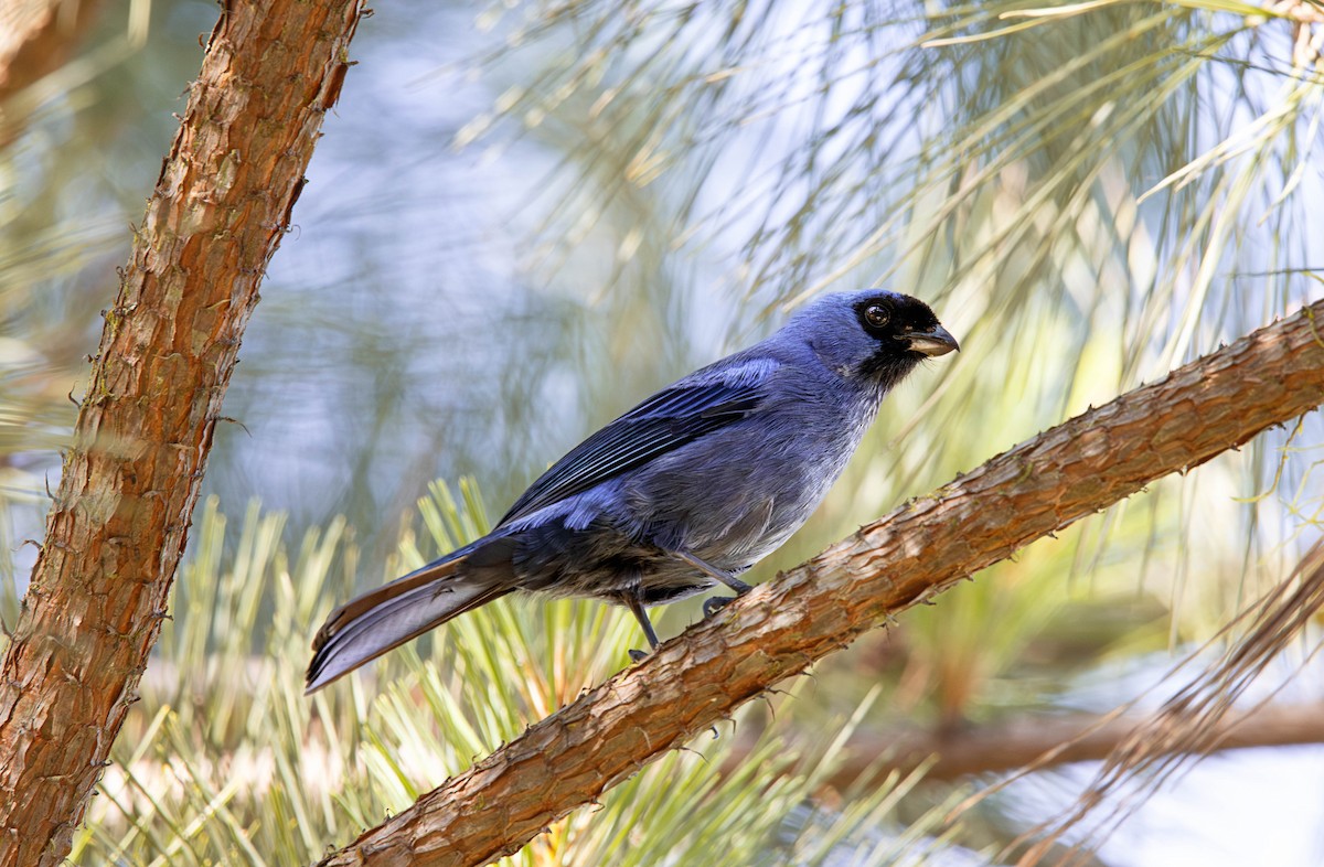 Diademed Tanager - ML646448489