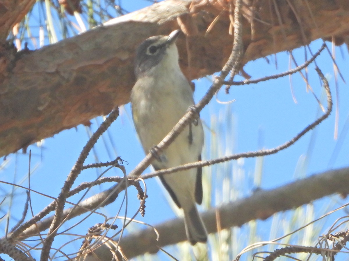 Plumbeous Vireo - ML646448499