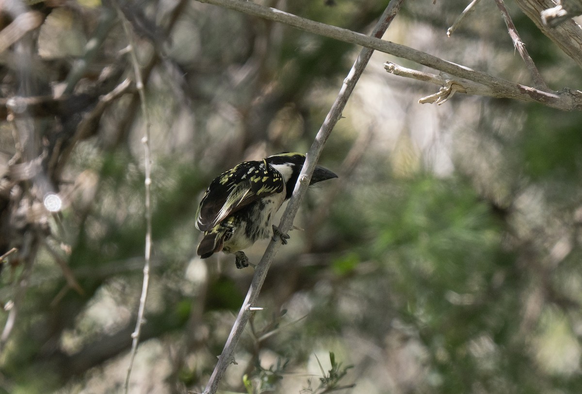 Pied Barbet - ML646448502