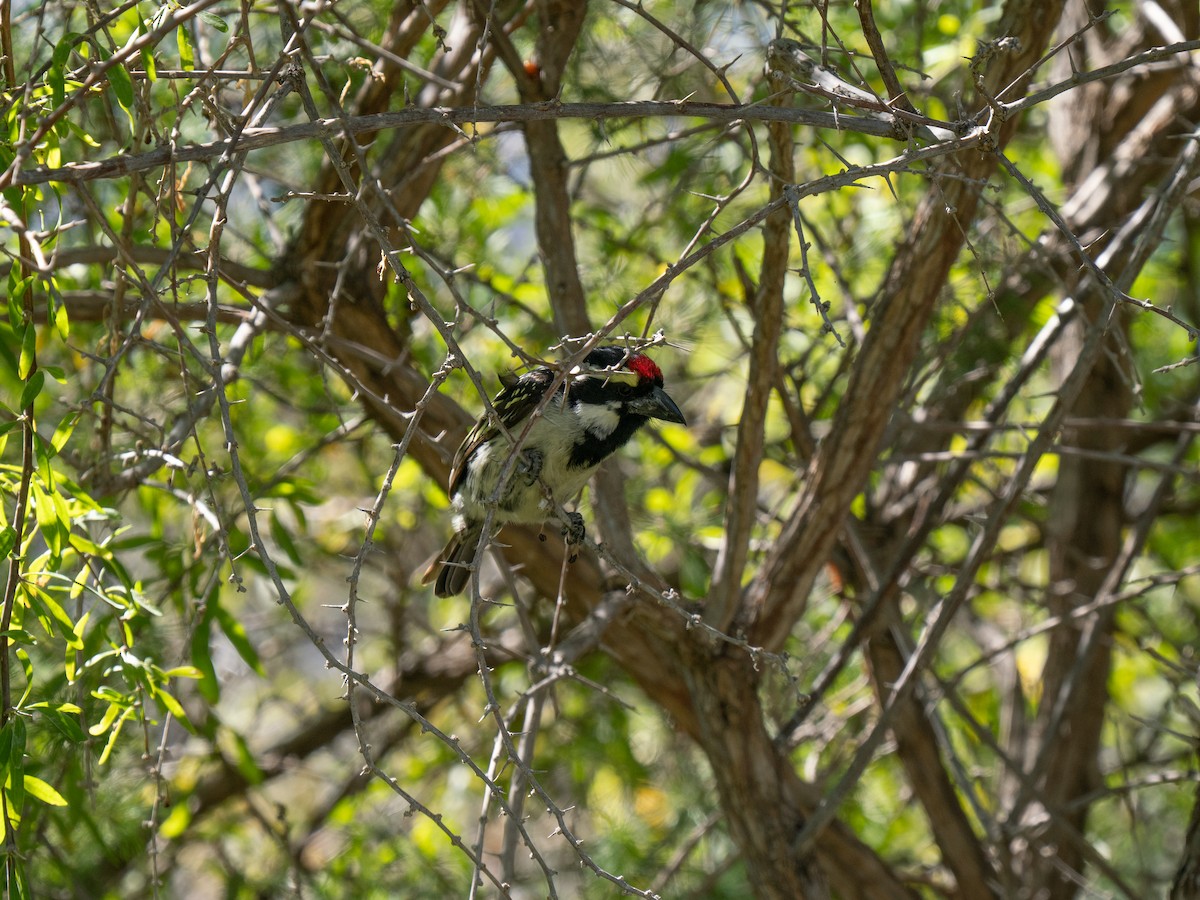 Pied Barbet - ML646448503