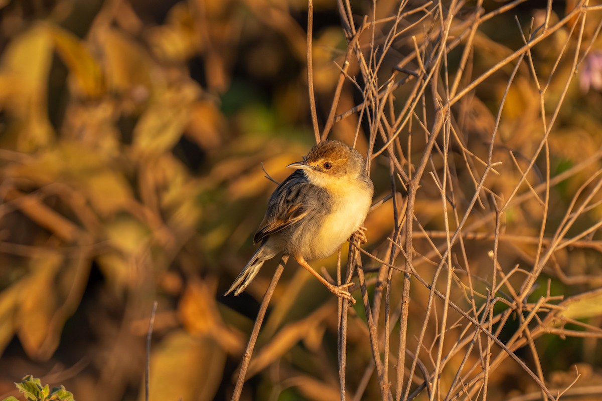 Winding Cisticola - ML646448506