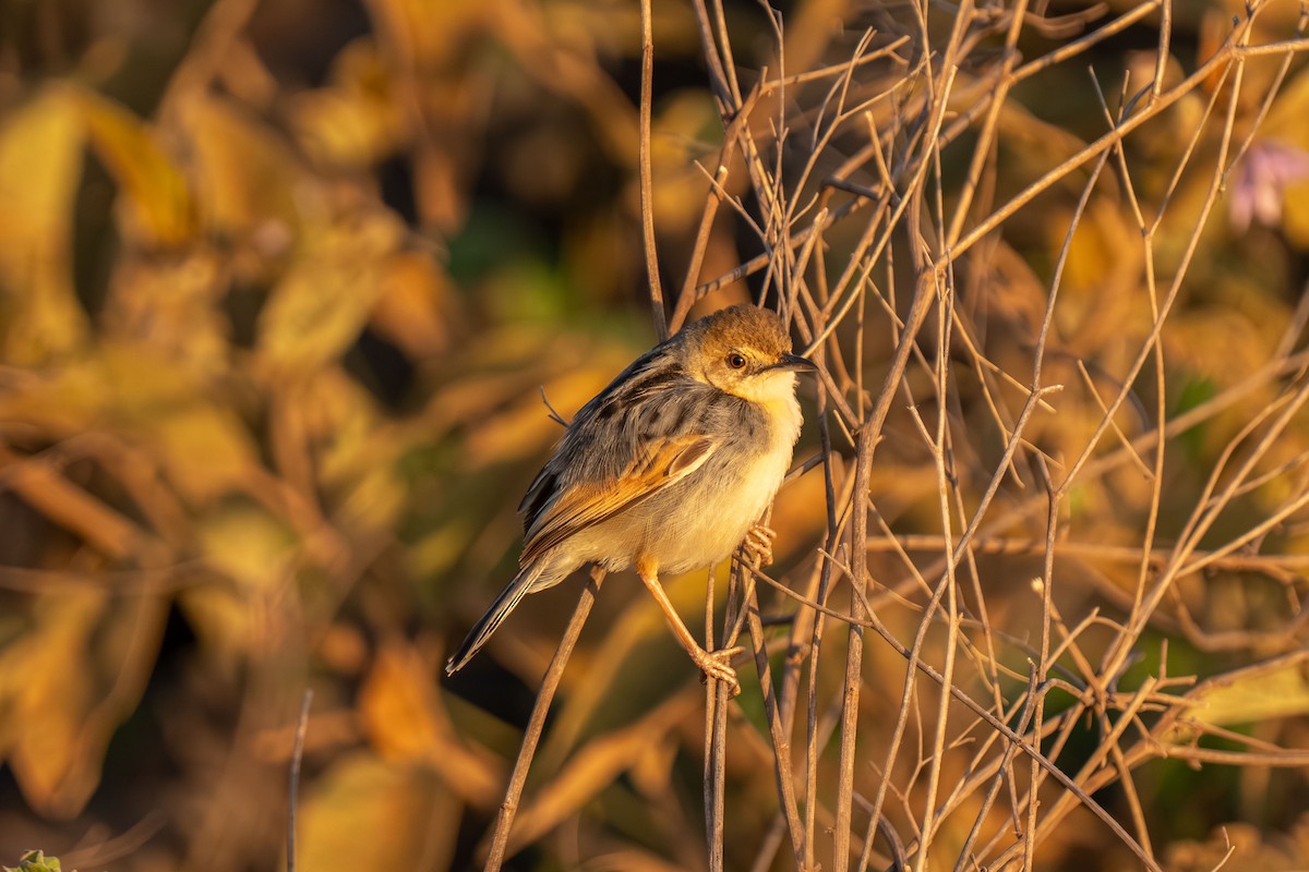 Winding Cisticola - ML646448507