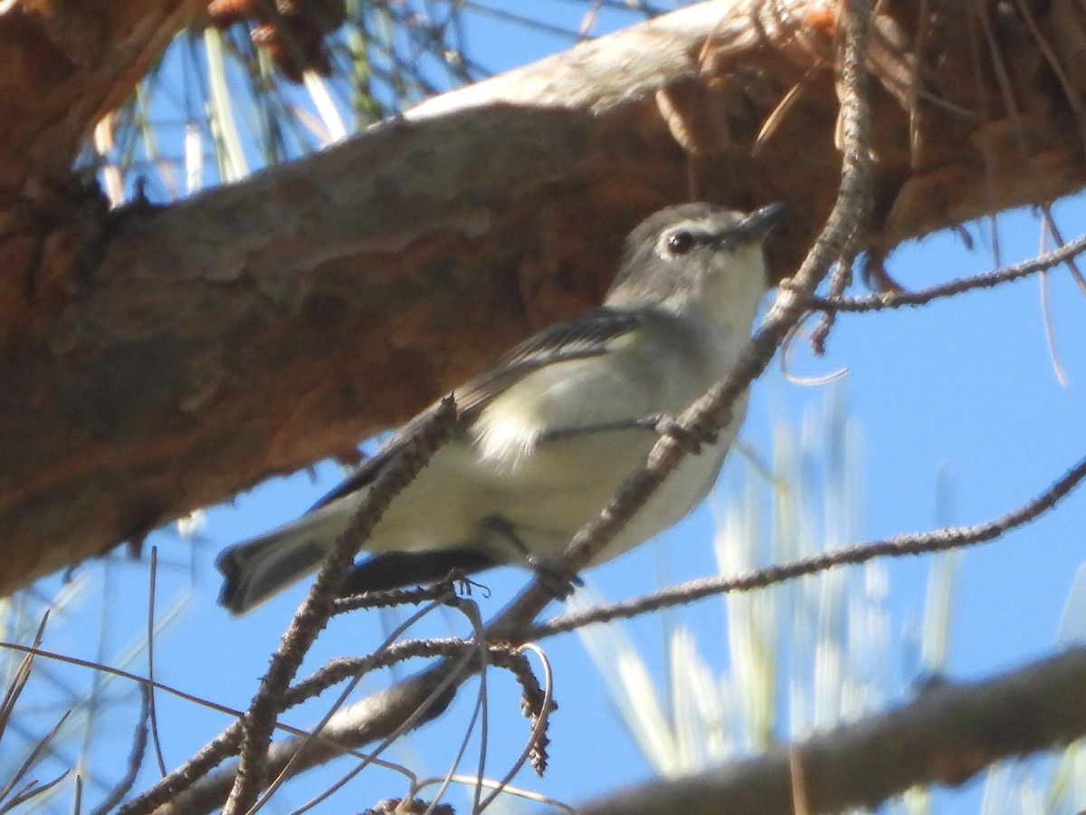 Plumbeous Vireo - ML646448510