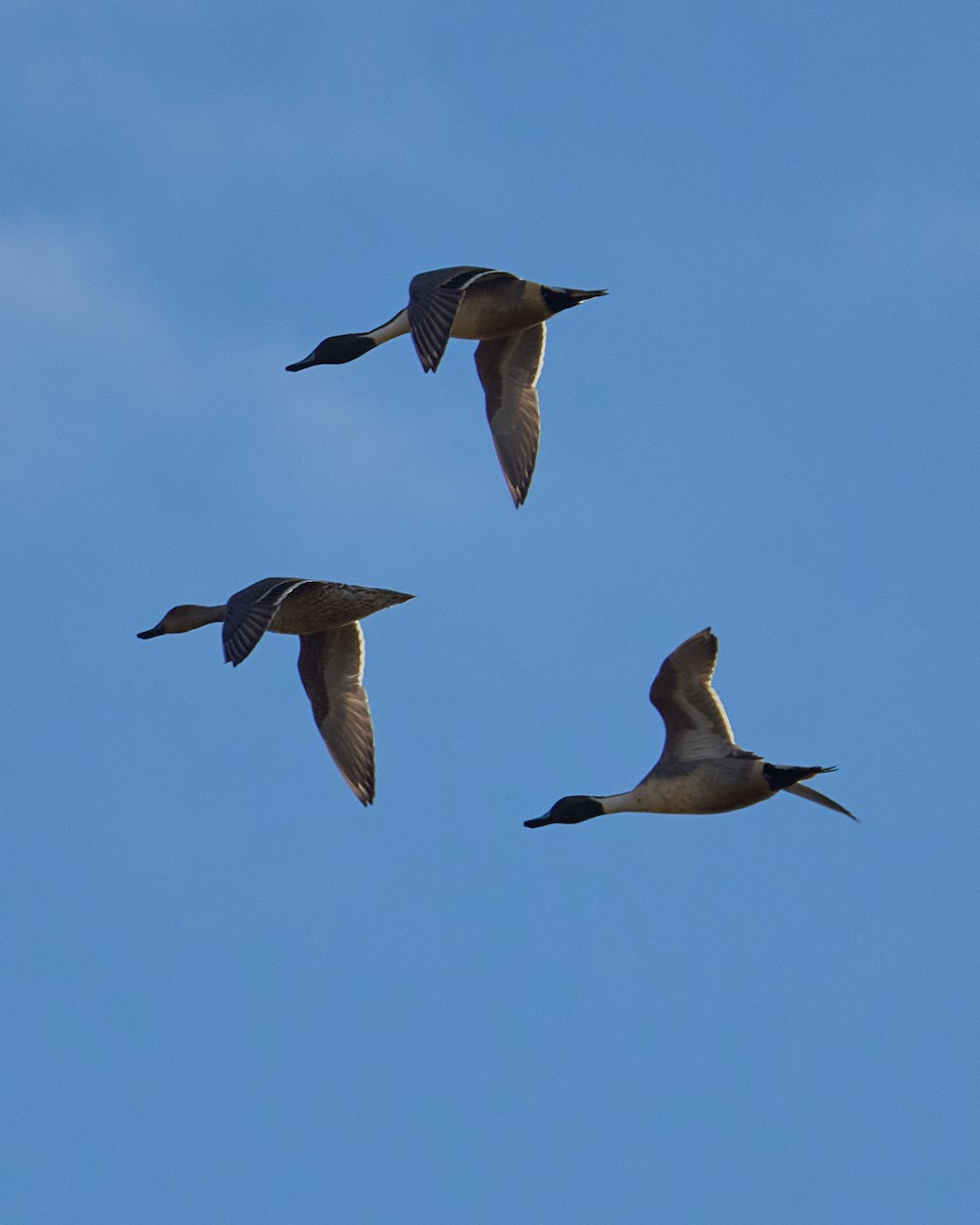 尖尾鴨 - ML646448511