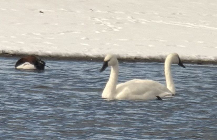 Tundra Swan - ML646448512