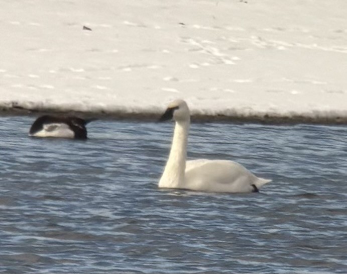 Cigno minore - ML646448513