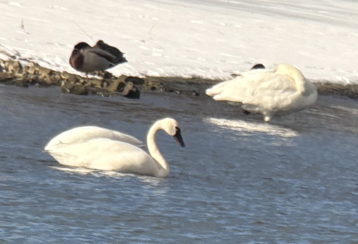 Cigno minore - ML646448514