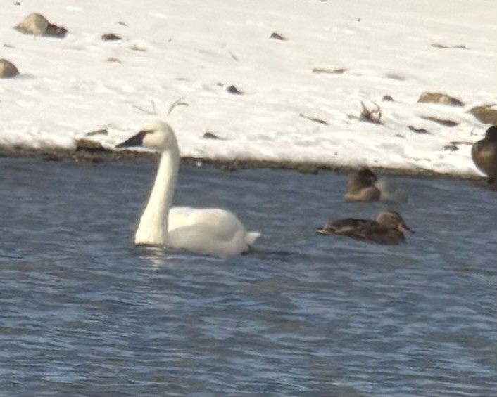 Cigno minore - ML646448517