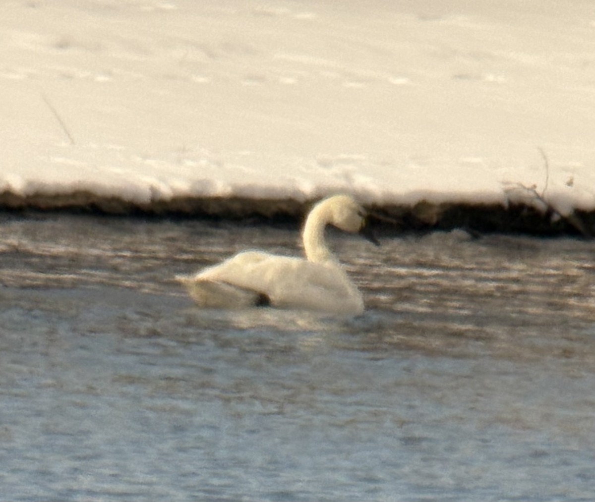 Cigno minore - ML646448518