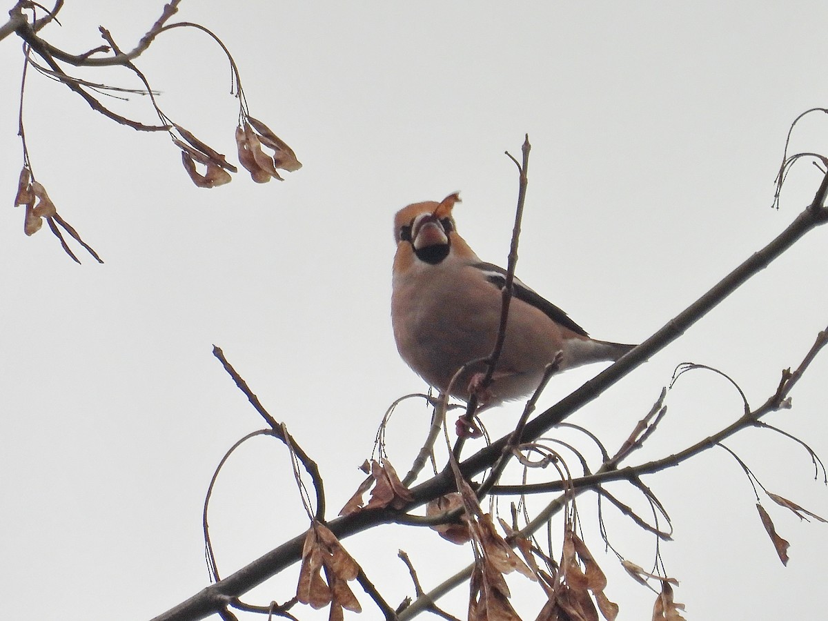 Hawfinch - ML646448519