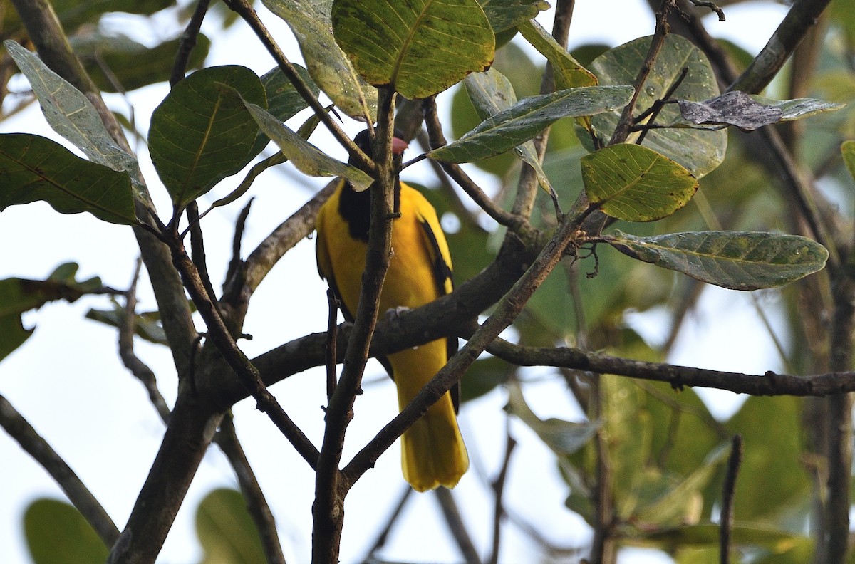 Black-hooded Oriole - ML646448520