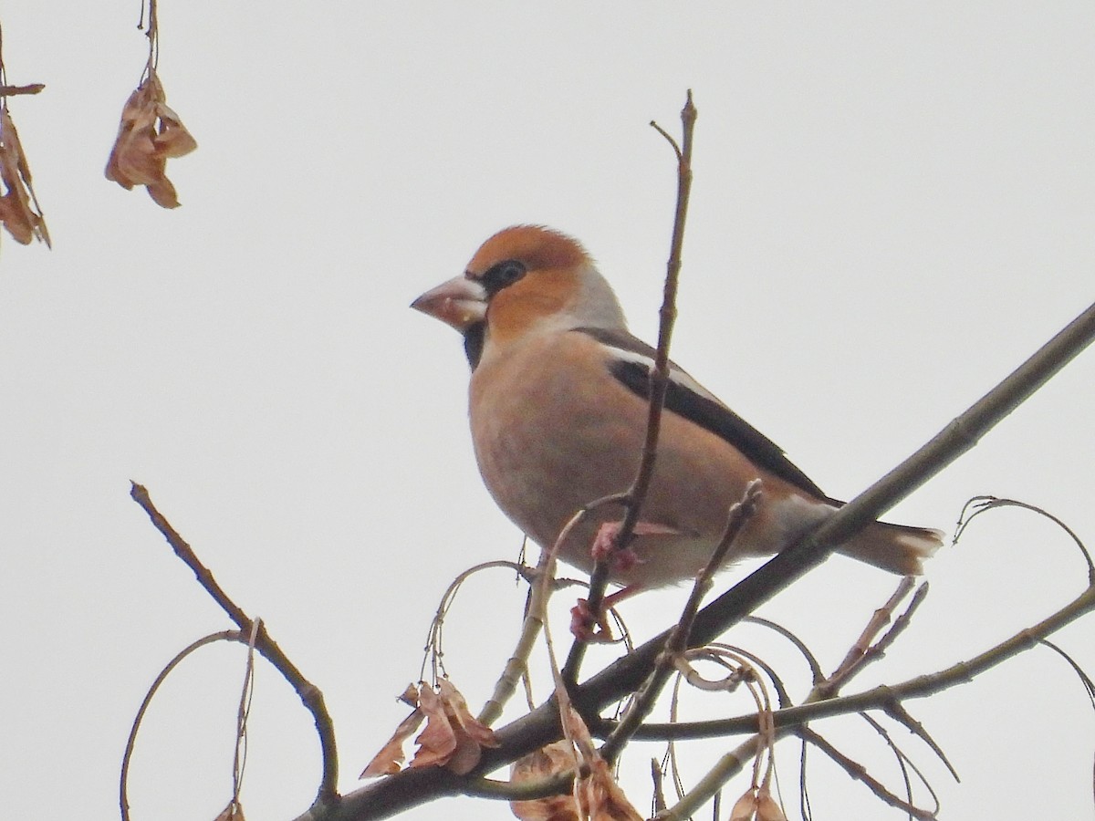 Hawfinch - ML646448521