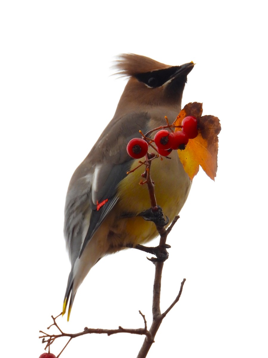 Cedar Waxwing - ML646448522