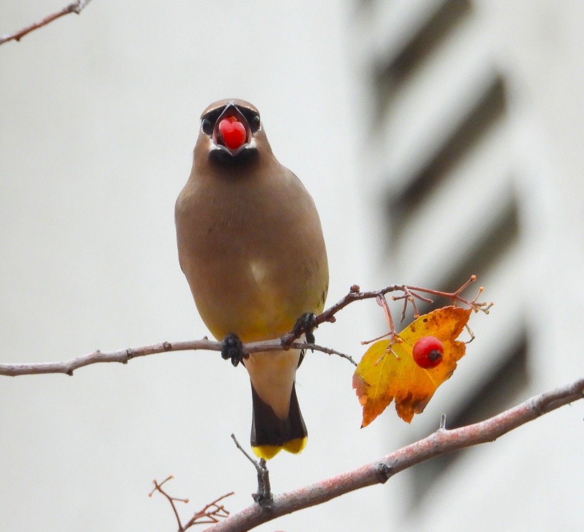 Cedar Waxwing - ML646448523