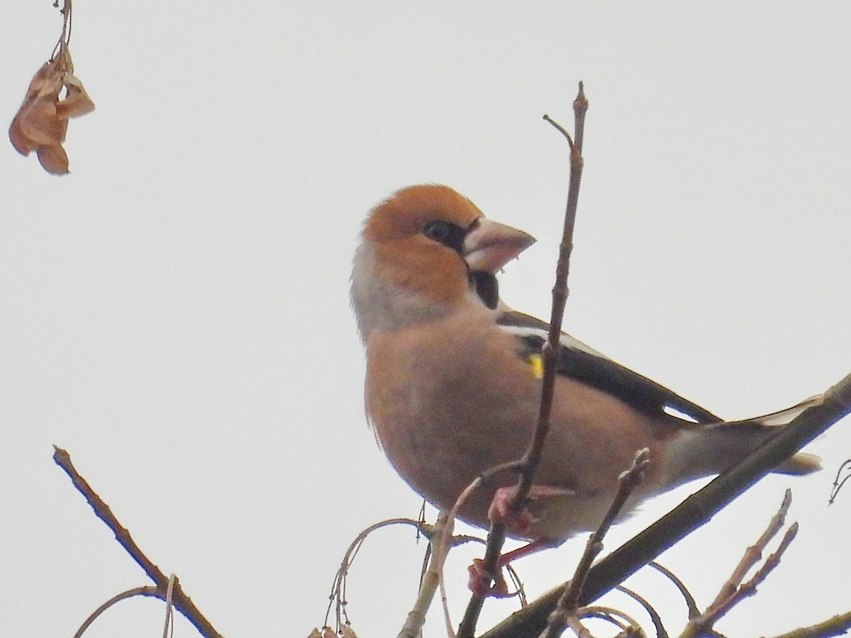 Hawfinch - ML646448524