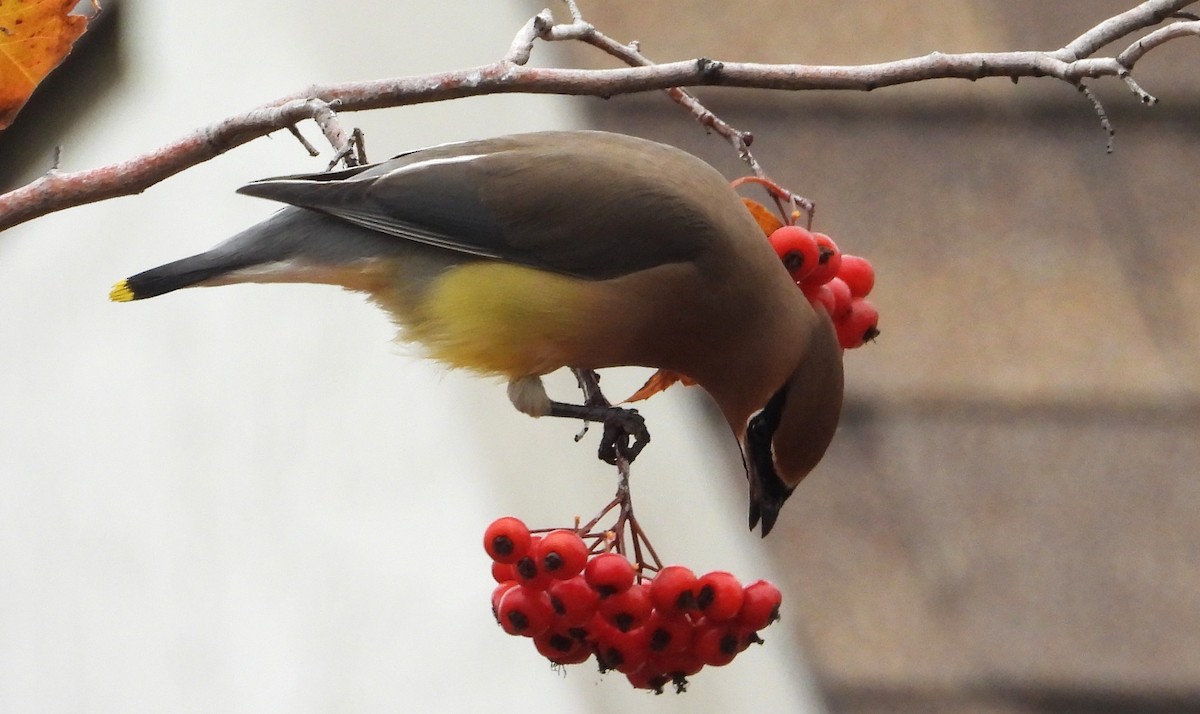 Cedar Waxwing - ML646448526