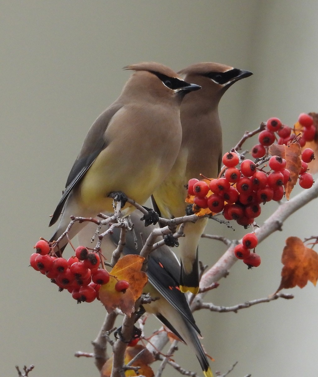 Cedar Waxwing - ML646448527