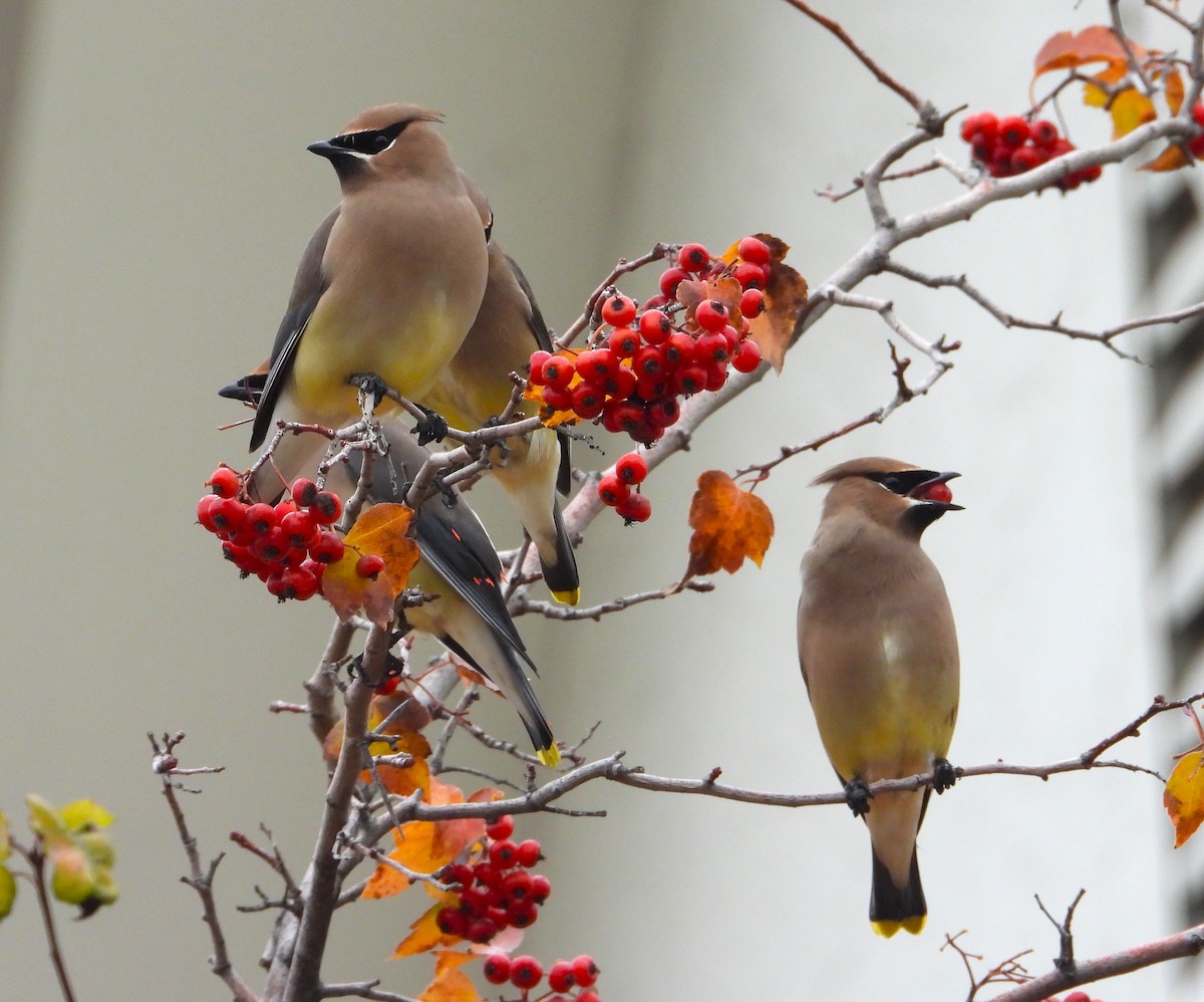 Cedar Waxwing - ML646448528