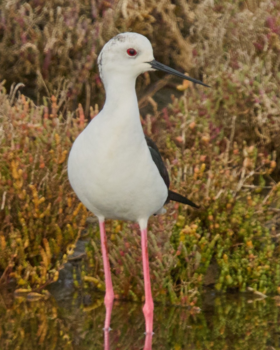 高蹺鴴 - ML646448529