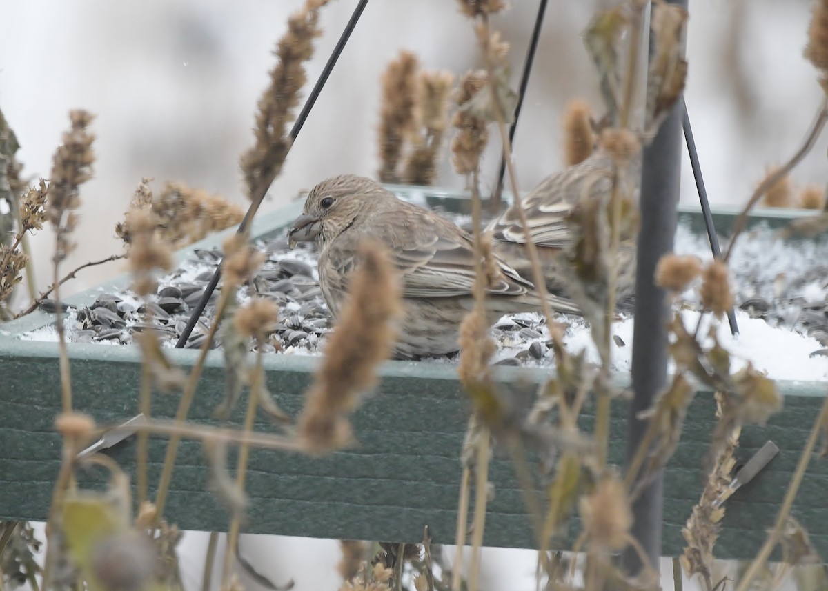 House Finch - ML646448530