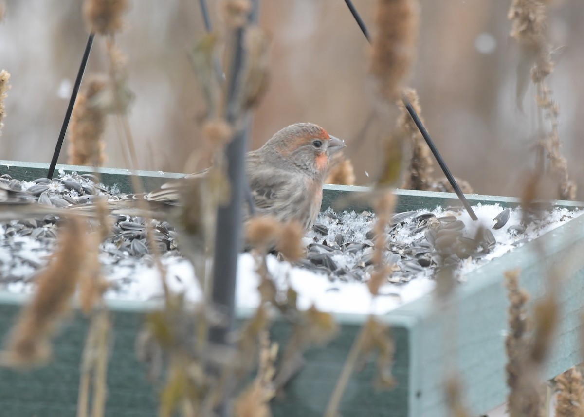 House Finch - ML646448531