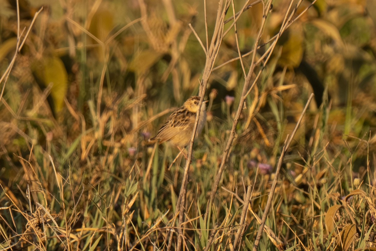 Zitting Cisticola - ML646448532