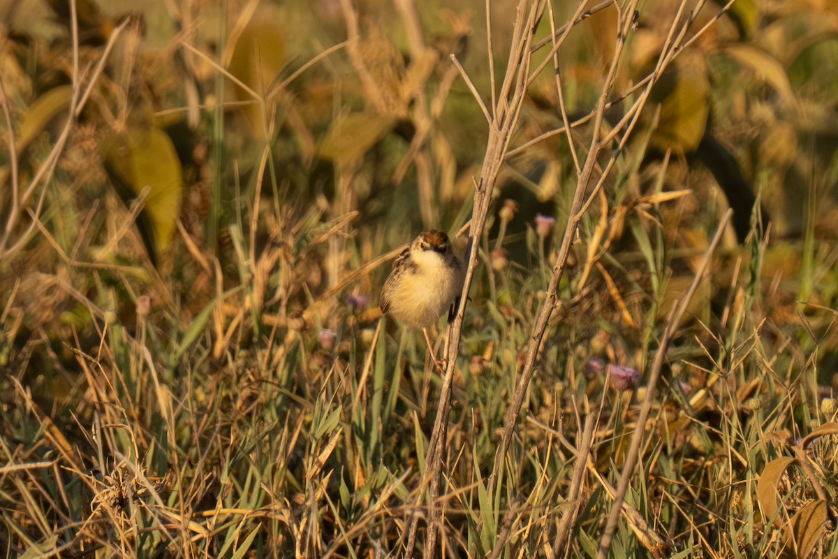 Zitting Cisticola - ML646448533