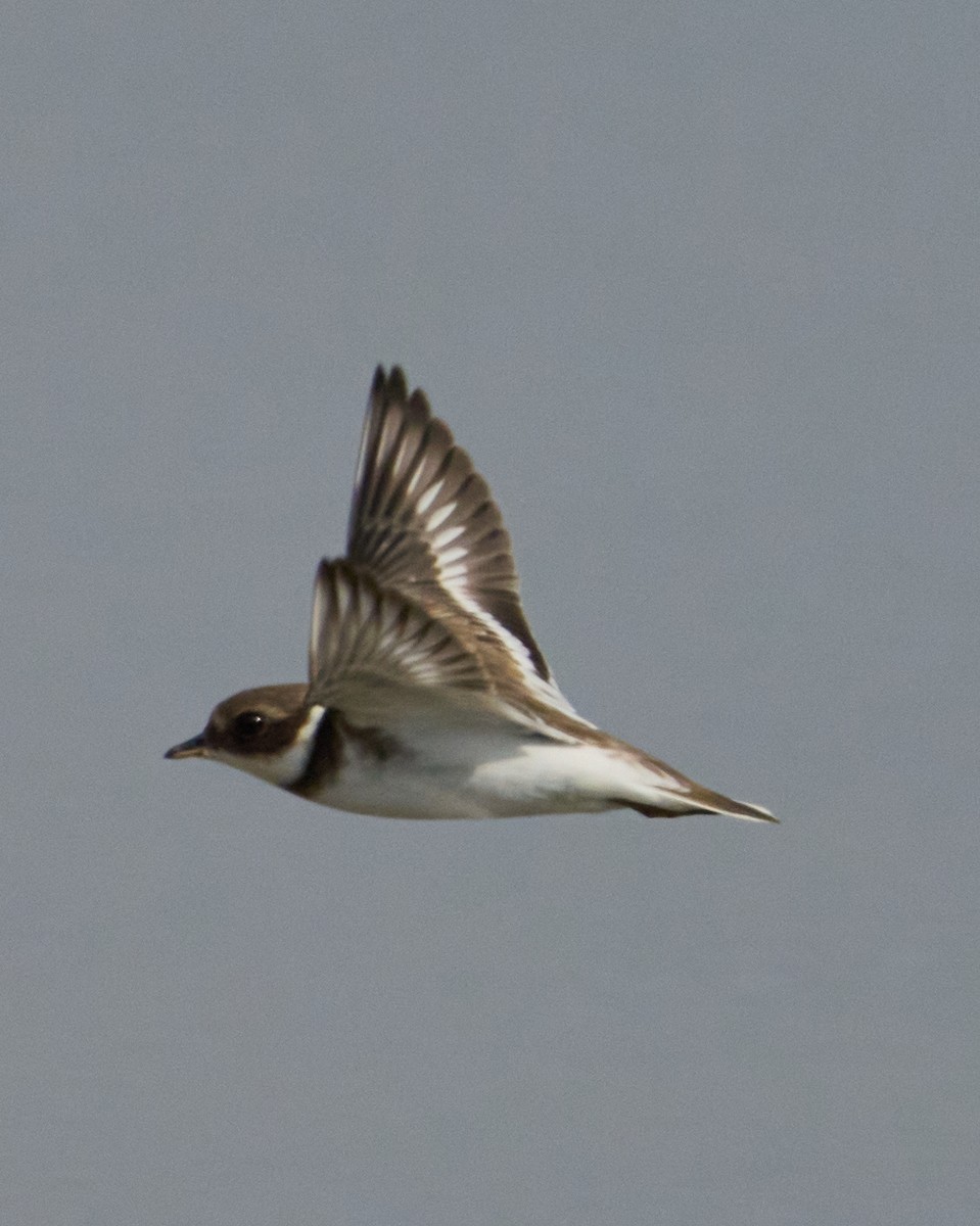 環頸鴴 - ML646448534