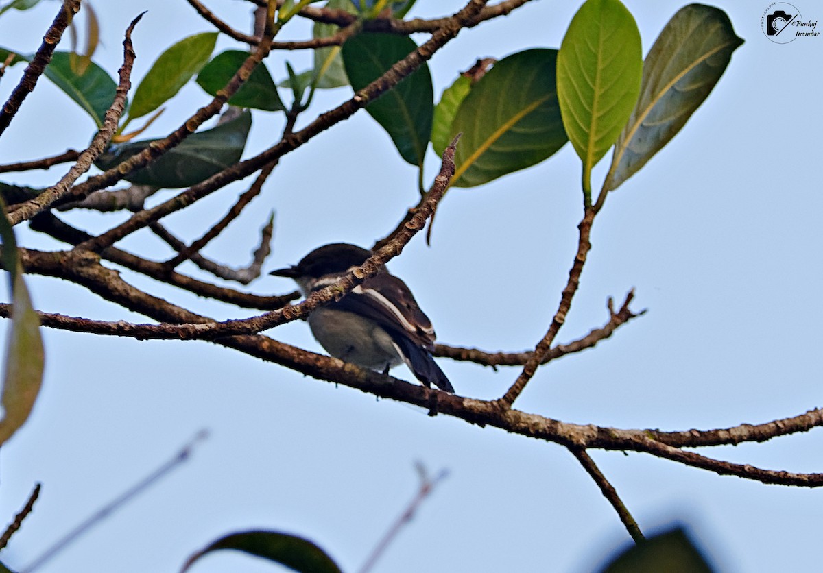 Bar-winged Flycatcher-shrike - ML646448536